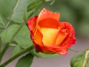 Orange and yellow rose blossom in garden.