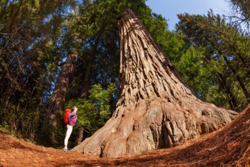 A person with a backpack standing next to a large tree.